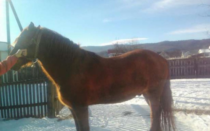 Zbiórka Pomoc dla Bazyla - zdjęcie główne