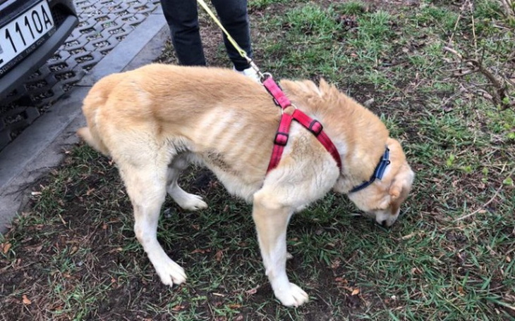 Zbiórka Fado - szkielecik w potrzebie - zdjęcie główne