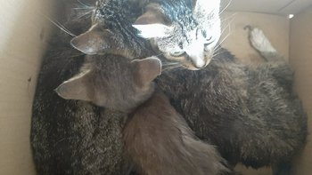 Zbiórka KOCIA TRAGEDIA na każdym rogu - miniaturka zdjęcia