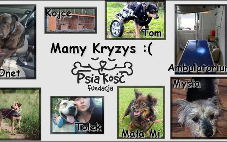 Zbiórka Fundacja Psia Kość - Mamy kryzys - zdjęcie główne
