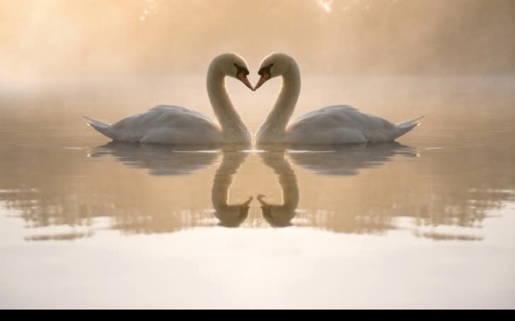 Dwa łabędzie tworzące serce na spokojnej wodzie.