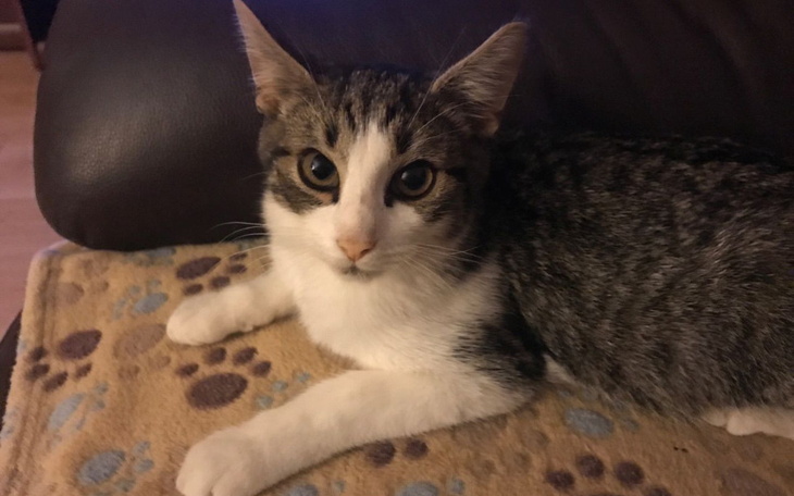 Zbiórka Luis - zdjęcie główne