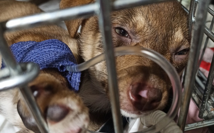 Zbiórka Lampa wirusobojcza dla psiaków - zdjęcie główne