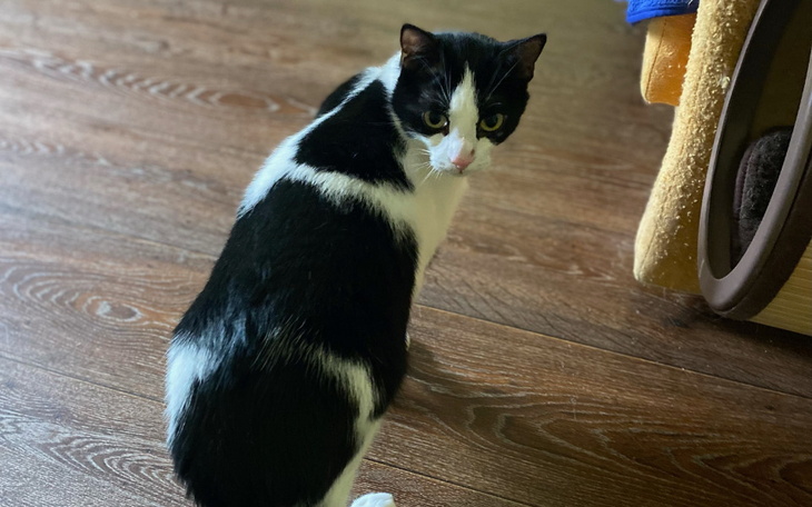 Zbiórka Kiermasz na Kocie Łakocie 13 - zdjęcie główne