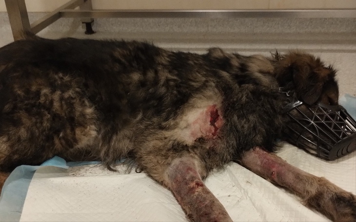 Zbiórka Uratowanie Edka po ataku - zdjęcie główne