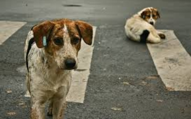 Zbiórka Bezdomne zwierzaki ., - zdjęcie główne