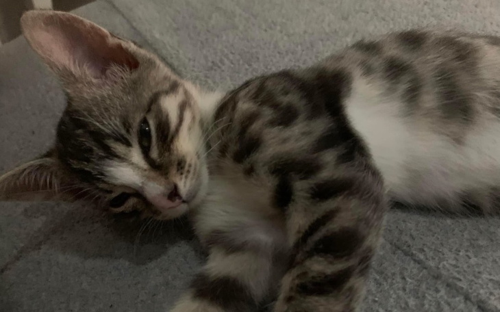 Mały kot leżący na podłodze.