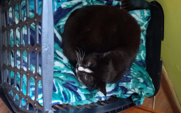 Zbiórka Zbieram dla leczenie kota - zdjęcie główne