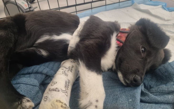 Szczeniak z złamaną łapką, leżący na kocu.