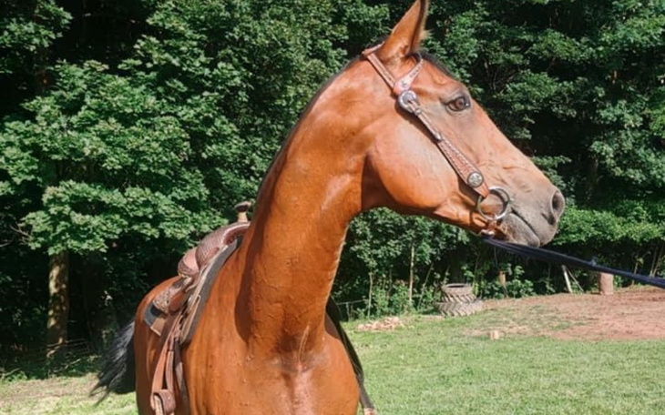 Zbiórka Pomóż nam dać jej dobry dom - zdjęcie główne
