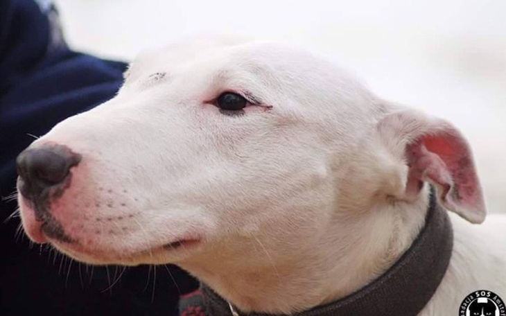 Portret białego psa, patrzącego w dal.