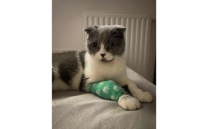 Zbiórka Michelle walka o życie - zdjęcie główne