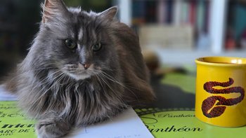 Zbiórka Wydatki na utrzymanie gromadki - miniaturka zdjęcia
