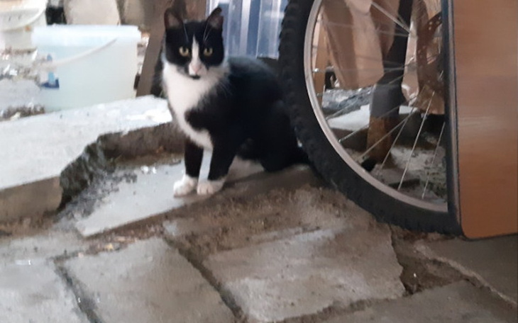 Zbiórka Karma dla kotów wolno żyjących - zdjęcie główne