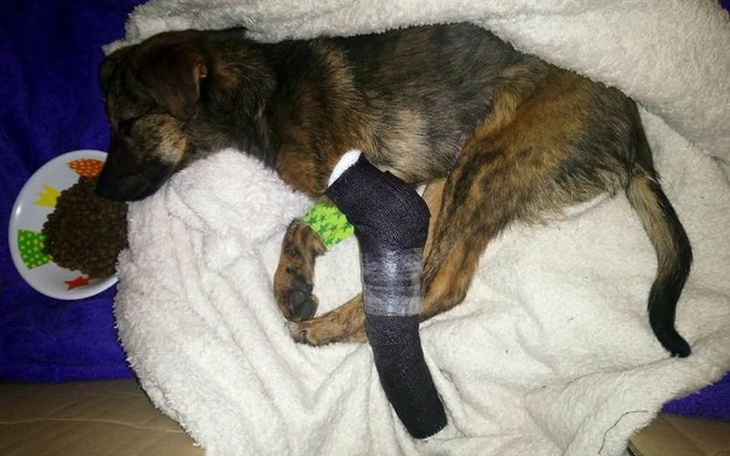 Zbiórka Psie dziecko prosi o wsparcie - zdjęcie główne