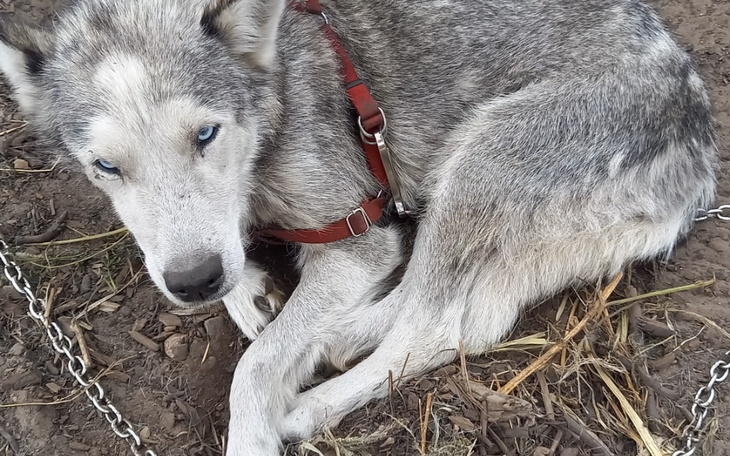 Zbiórka Ratujemy życie Tinki - zdjęcie główne