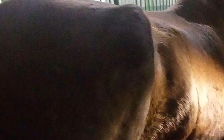 Zbiórka Uratowana Sanna ponownie walczy - zdjęcie główne