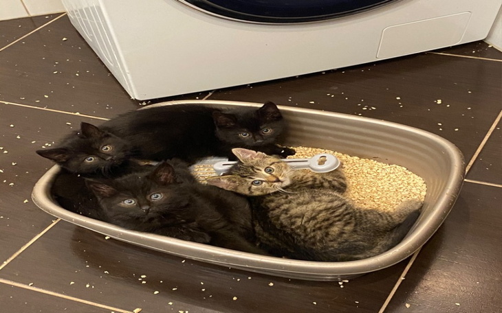 Zbiórka Utrzymanie 20 kotów karma, wet - zdjęcie główne