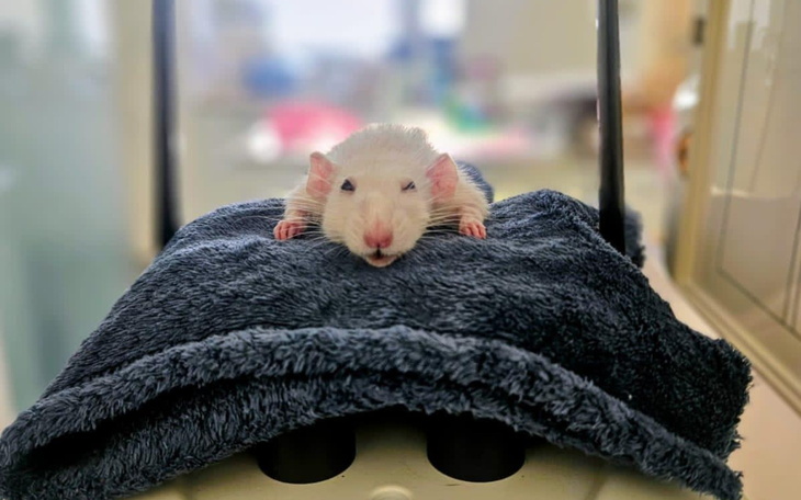 Biały szczur leży na niebieskim ręczniku, wygląda na zrelaksowanego.