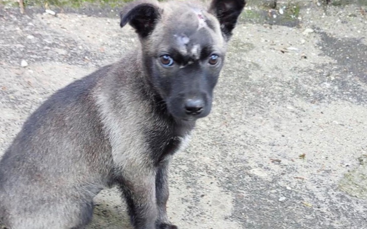 Zbiórka Transport i leczenie Szczeniaka - zdjęcie główne