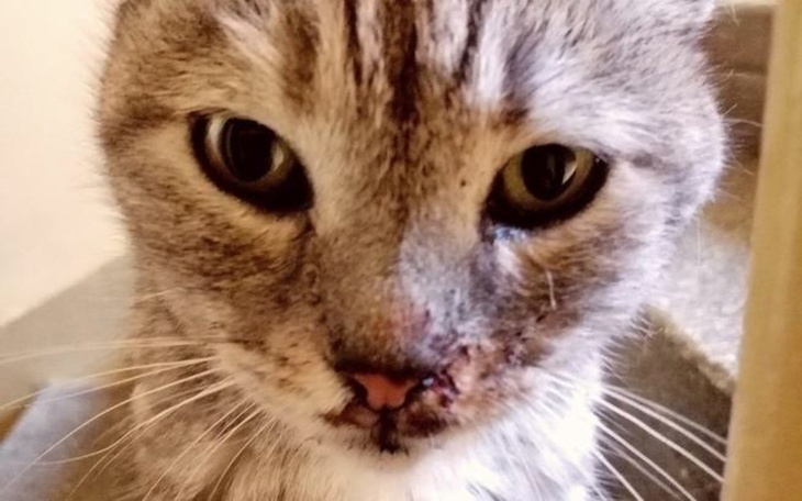 Zbiórka Na leczenie umierającej kotki - zdjęcie główne