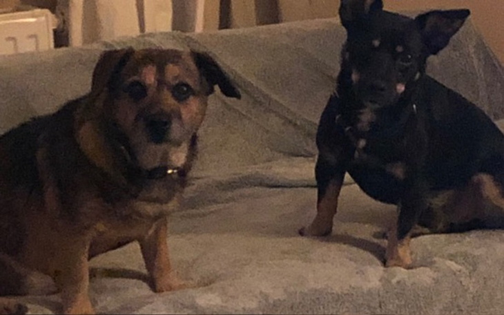 Zbiórka Hotel dla psów - opłata za 1 mie - zdjęcie główne