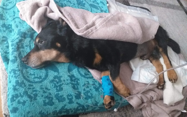 Zbiórka Dixon. Życie dla Przyjaciela - zdjęcie główne