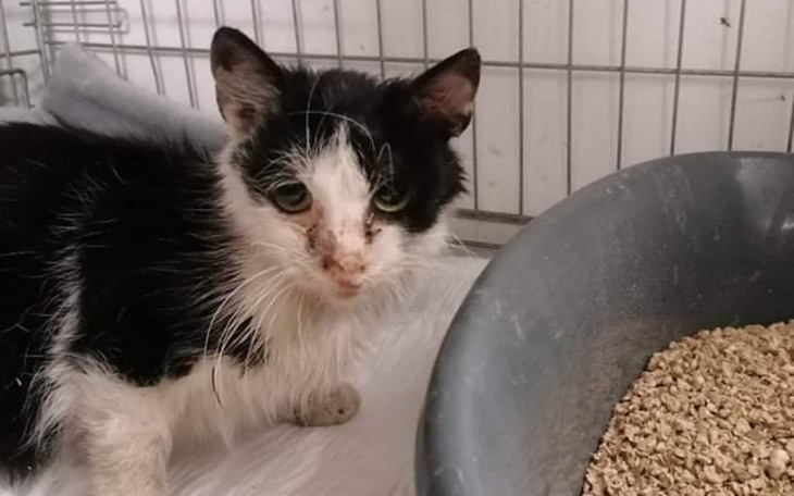 Zbiórka Leczenie kotów 11-12-21 - zdjęcie główne