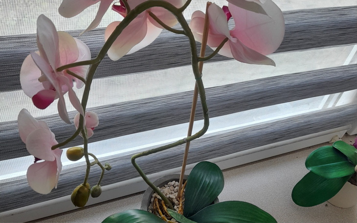 Kwiat orchidei w doniczce, z delikatnymi płatkami.