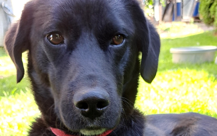 Czarny pies na zielonej trawie, patrzy w obiektyw.