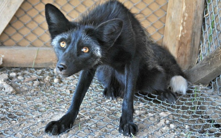 Czarny lis siedzący w klatce, z wyrazem niepokoju.