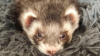 Zbiórka Fretka Bruce - rozrost nadnercza - miniaturka zdjęcia