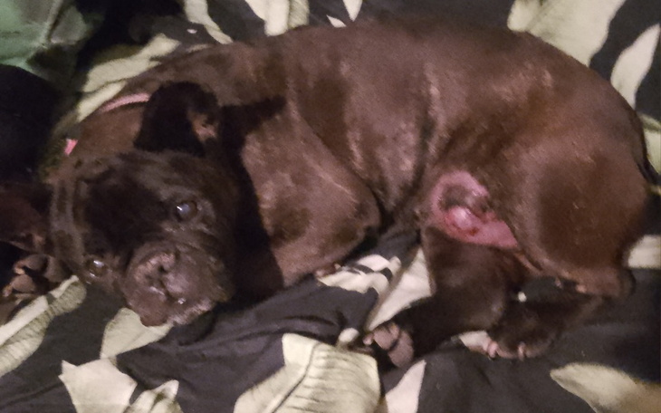 Zbiórka Pomoc dla Miji - zdjęcie główne