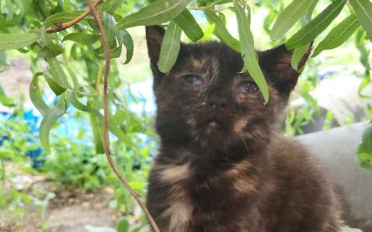Zbiórka Nakarm Masze - zdjęcie główne