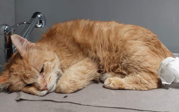 Zbiórka Na diagnostykę i leczenie Miecia - zdjęcie główne