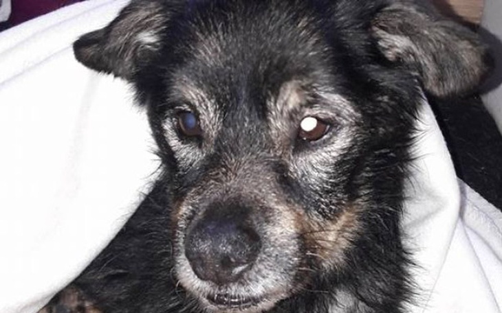 Zbiórka Zagłodzony Pawełek - zdjęcie główne