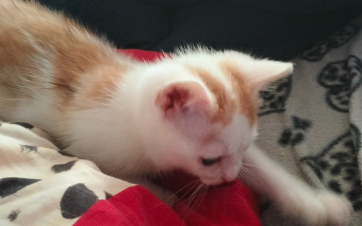 Zbiórka Dla chorego kotka ma złamana łap - zdjęcie główne