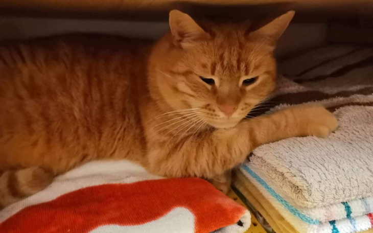 Zbiórka Zagrożone koty - zdjęcie główne