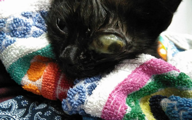 Zbiórka Pilna amputacja oczu u 4 kotów! - zdjęcie główne