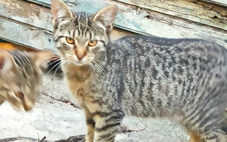 Zbiórka Kastracja rodzeństwa - zdjęcie główne