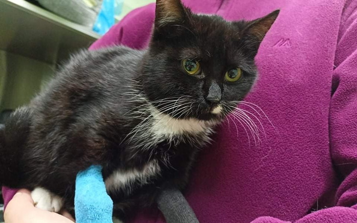 Zbiórka Czubaka - zdjęcie główne