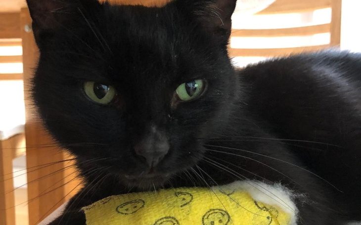 Zbiórka Walka Charliego z FIP - zdjęcie główne