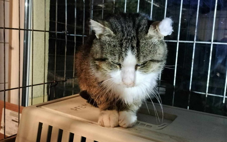 Zbiórka Bezdomność zabija Szarego - zdjęcie główne