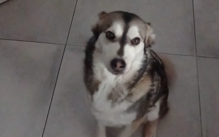 Zbiórka Marzenie Kasi i Lunki - zdjęcie główne