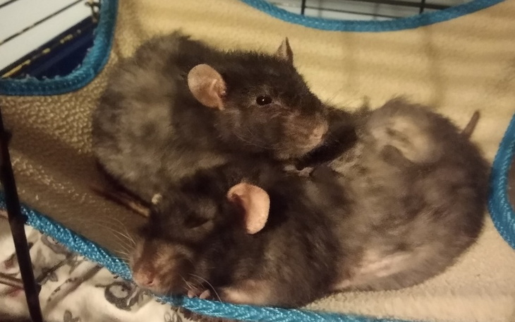 Zbiórka Wrocław - wakacyjne leczenie - zdjęcie główne