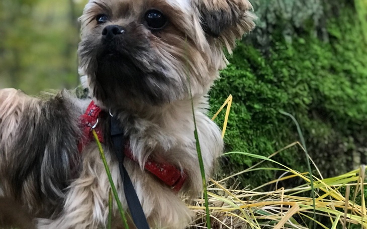 Zbiórka Operacja i leczenie NELA - zdjęcie główne