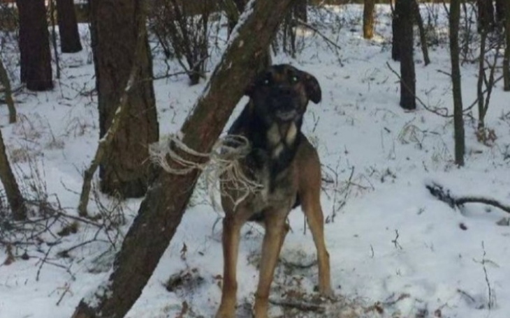 Zbiórka leczenie i karma dla zwierząt - zdjęcie główne