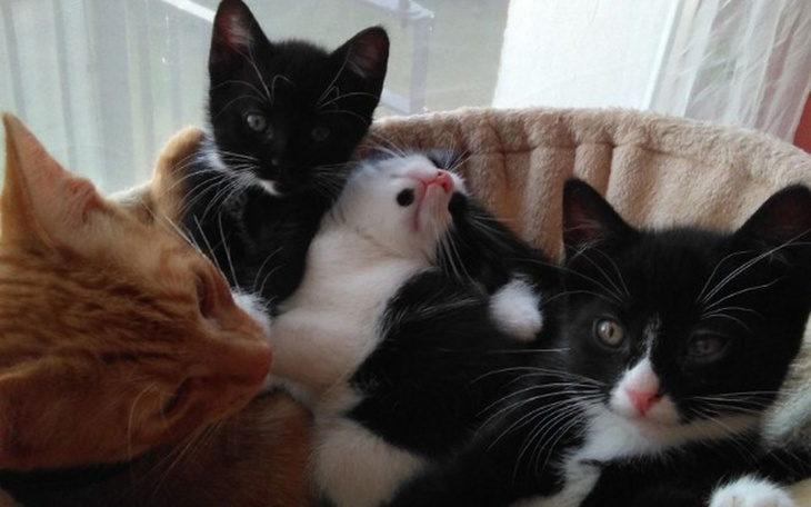 Zbiórka Dla adopciaków - zdjęcie główne