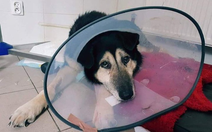 Zbiórka Ratowanie życia Jogiego... - zdjęcie główne