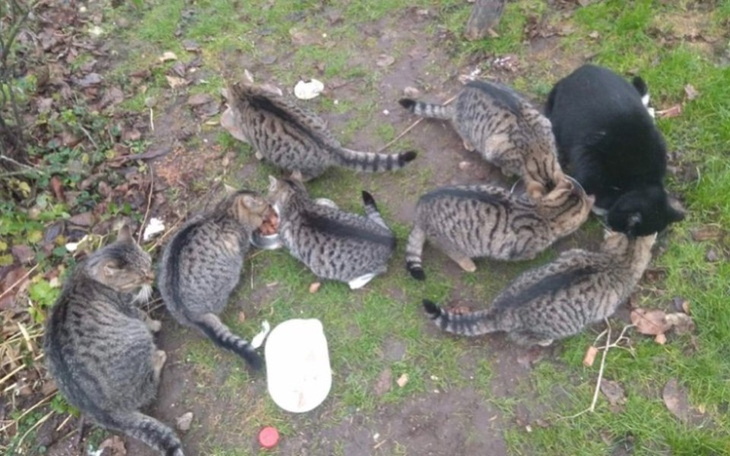 Zbiórka Karmimy bezdomniaki - zdjęcie główne